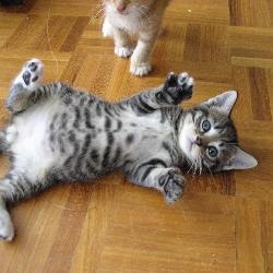 tabby-kitten-belly.jpg